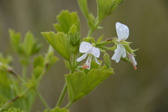 Pelargonium ribifolium