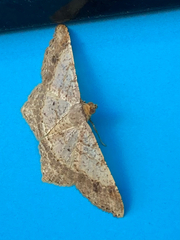 Psamatodes abydata