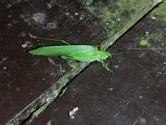 Holochlorini