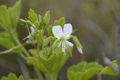 Pelargonium ribifolium