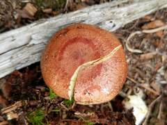 Lactarius vinaceorufescens