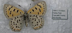 Lycaena cupreus