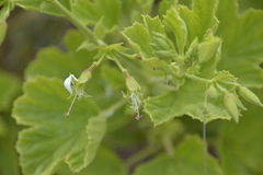 Pelargonium ribifolium