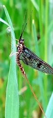 Ephemera vulgata
