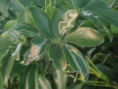 Liriomyza schmidti