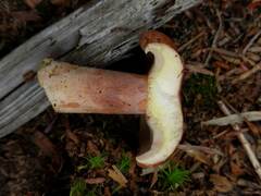 Lactarius vinaceorufescens