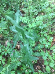 Hieracium laevigatum