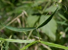 Lathyrus sylvestris