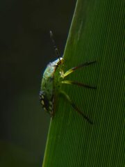 Nezara viridula