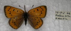 Lycaena cupreus
