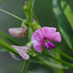 Lathyrus sylvestris