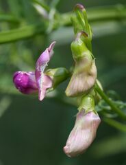 Lathyrus sylvestris