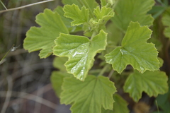 Pelargonium ribifolium