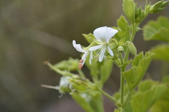 Pelargonium ribifolium