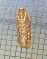 Choristoneura houstonana