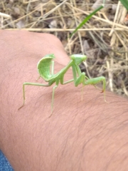 Mantidae