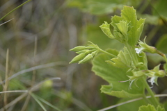 Pelargonium ribifolium
