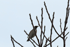 Turdus atrogularis