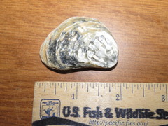 Ostrea edulis