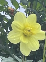 Narcisseae