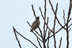 Turdus atrogularis