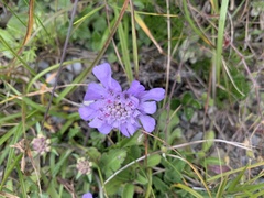 Scabiosa lacerifolia