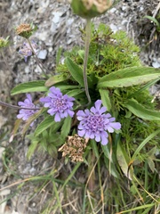 Scabiosa lacerifolia