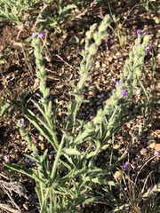 Verbena canescens