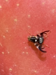 Rhagoletis pomonella