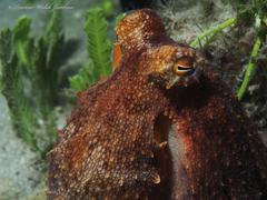 Octopus americanus