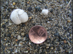 Lycoperdon dermoxanthum