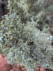 Cupressus glabra