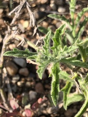 Verbena canescens