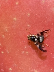 Rhagoletis pomonella