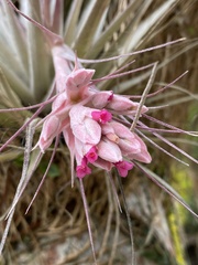 Tillandsia gardneri