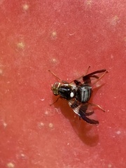 Rhagoletis pomonella