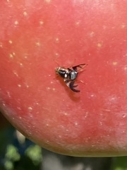 Rhagoletis pomonella