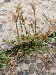 Cyperus iria