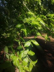 Nothofagus obliqua