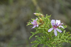 Pelargonium radens