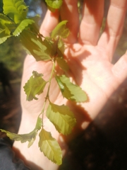 Nothofagus obliqua