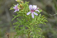 Pelargonium radens