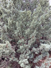 Cupressus glabra
