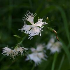 Dianthus hyssopifolius