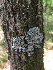 Phaeophyscia hispidula