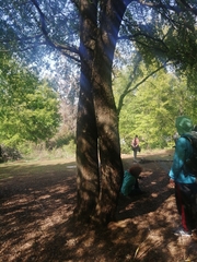 Nothofagus obliqua
