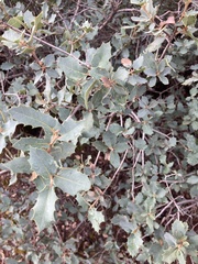 Quercus turbinella