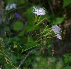 Dianthus hyssopifolius