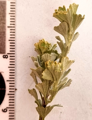 Pentzia dentata