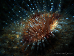 Ceriantheopsis americanus